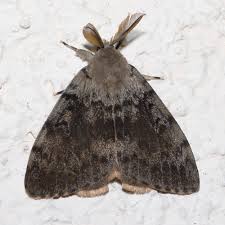 Gypsy Moth Treatments to Begin in April