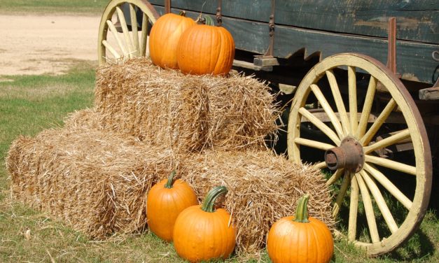 Family Fun Fall Round-up