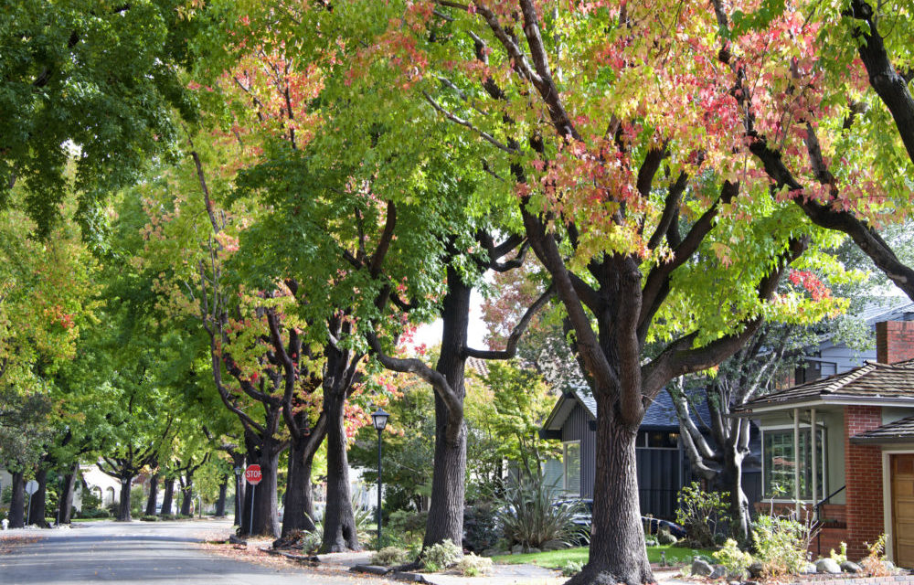 City Wants Community Input about Neighborhood Trees