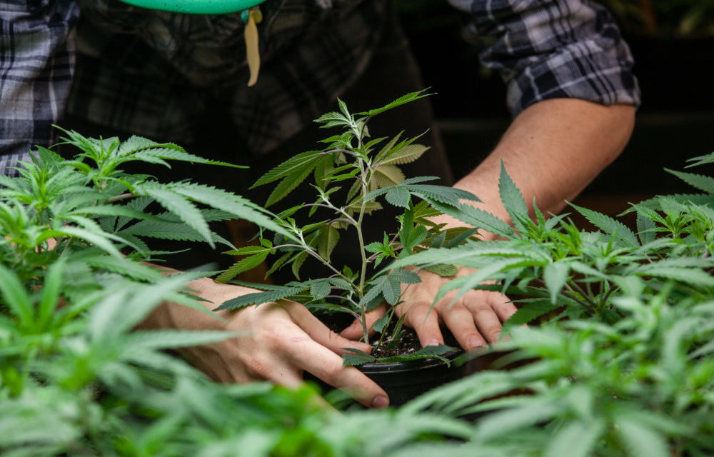 King County Sheriff’s Office Seizes 6,000 Marijuana Plants