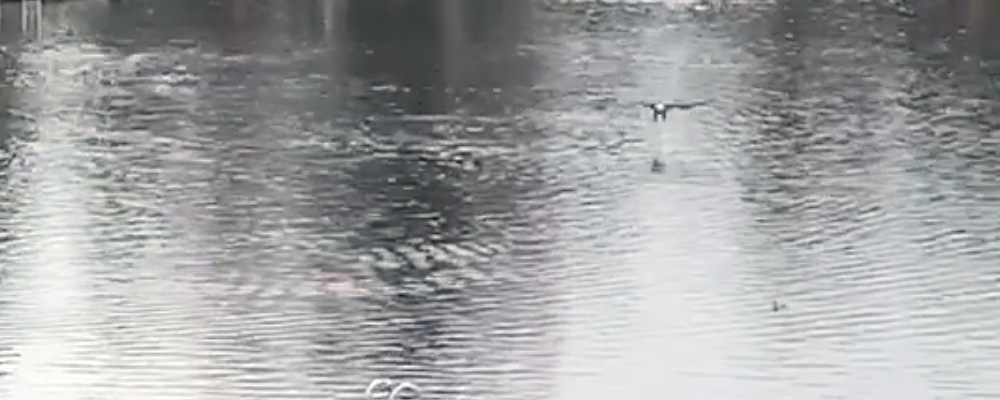 VIDEO: Amazing footage of Bald Eagle hunting Duck on Lake Burien