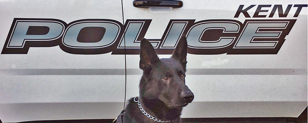 Rest In Peace ‘Kato’ the Kent Police K9