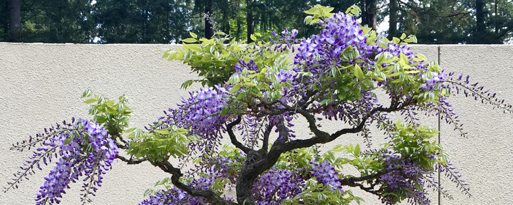 Bonsai Fest! returns to Federal Way May 11-12