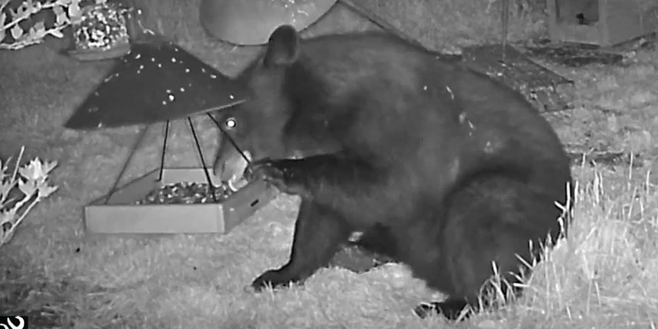 VIDEO: Trail cam captures black bear near Soos Creek Trail in Kent