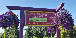 Zenith Holland Nursery