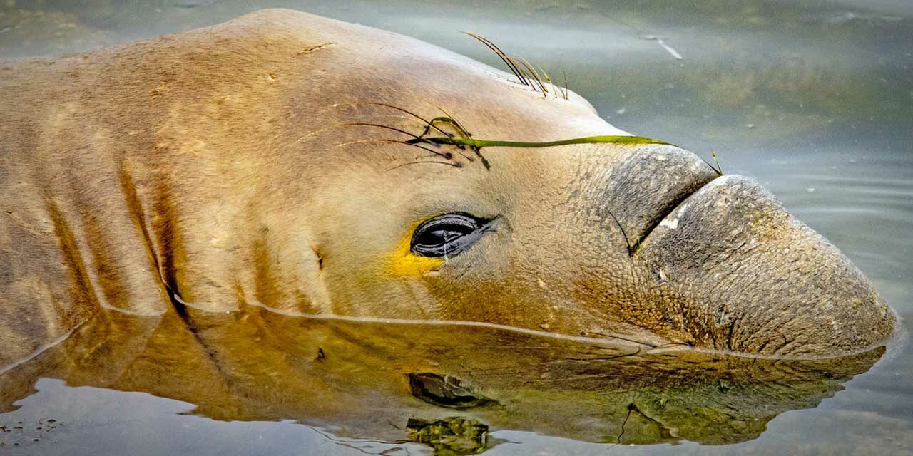 PHOTO FRIDAY: Young male elephant seal seen at mouth of Des Moines Creek