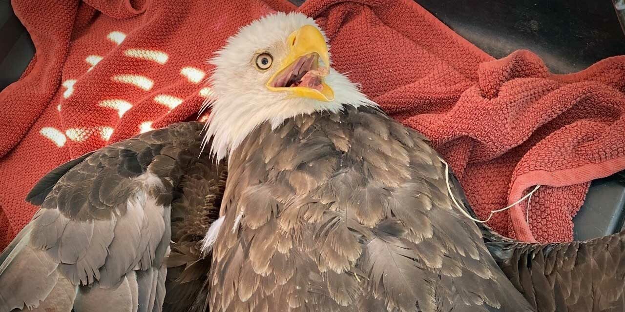 ‘Freedom saved’ – Kent Police rescue bald eagle shocked by power line