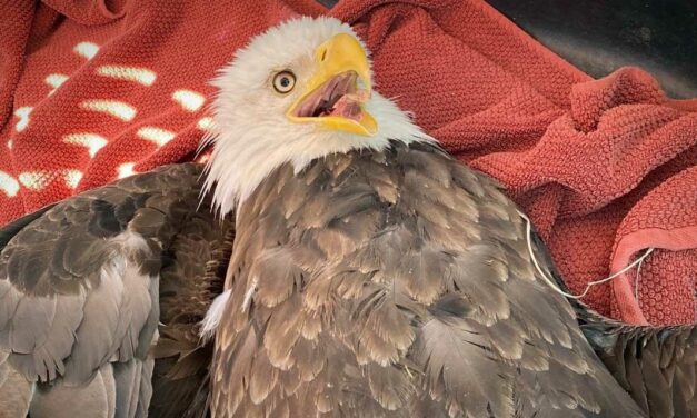 ‘Freedom saved’ – Kent Police rescue bald eagle shocked by power line