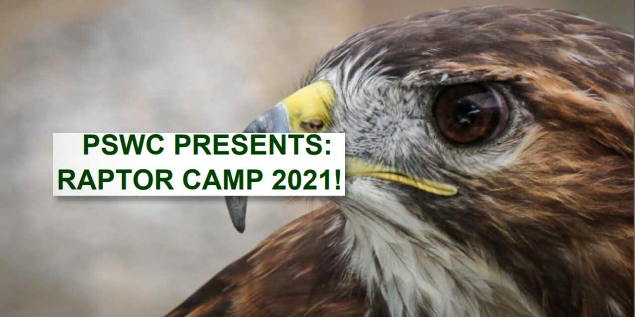 Puget Sound Wildcare’s ‘Raptor Camp’ for teens will have 2 sessions this summer
