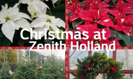Christmas Trees are here – buy now and support Zenith Holland Nursery, a local gem!
