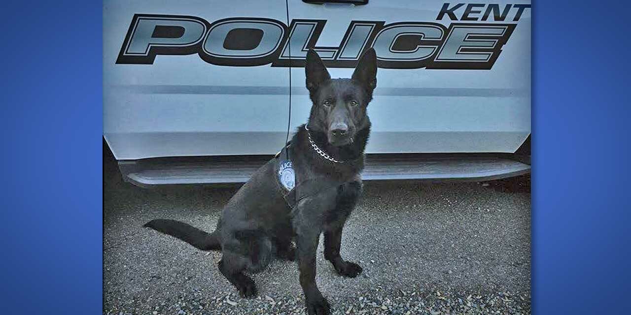 K9 Krieger nearly drowned helping Kent Police apprehend stolen car thief suspect