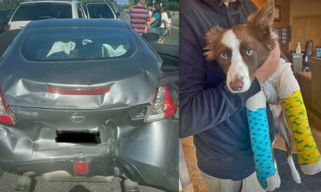 After being rear-ended, new firefighter and his injured dog need public’s help