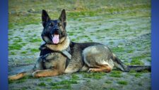 Kent Police K9 team Atena and Robinson locate carjacking suspect in Federal Way ravine