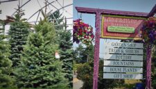 Come see Santa and get your fresh and beautiful Christmas Tree at Zenith Holland Nursery each weekend until Christmas Eve