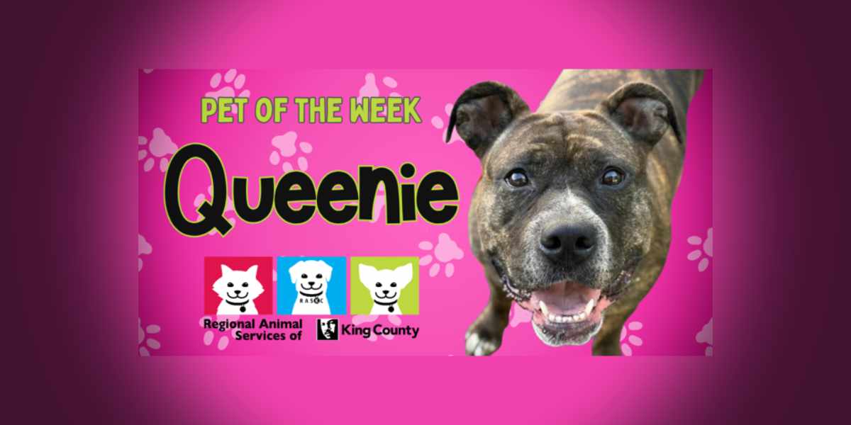 Meet (and adopt) Queenie, RASKC’s Pet of the Week