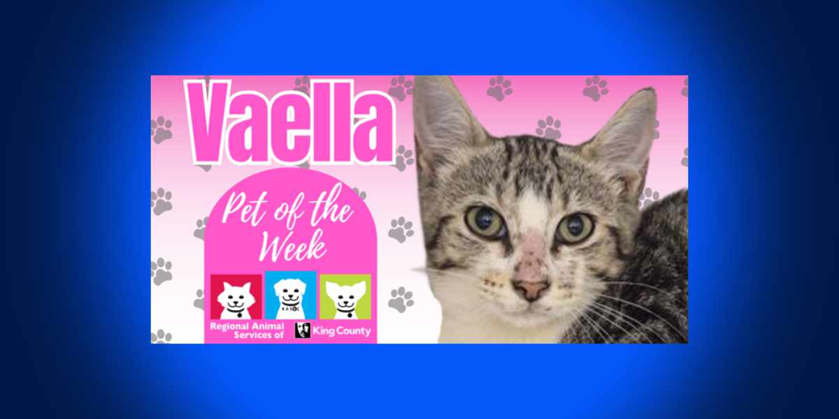 Meet (and adopt) Vaella, RASKC’s Pet of the Week