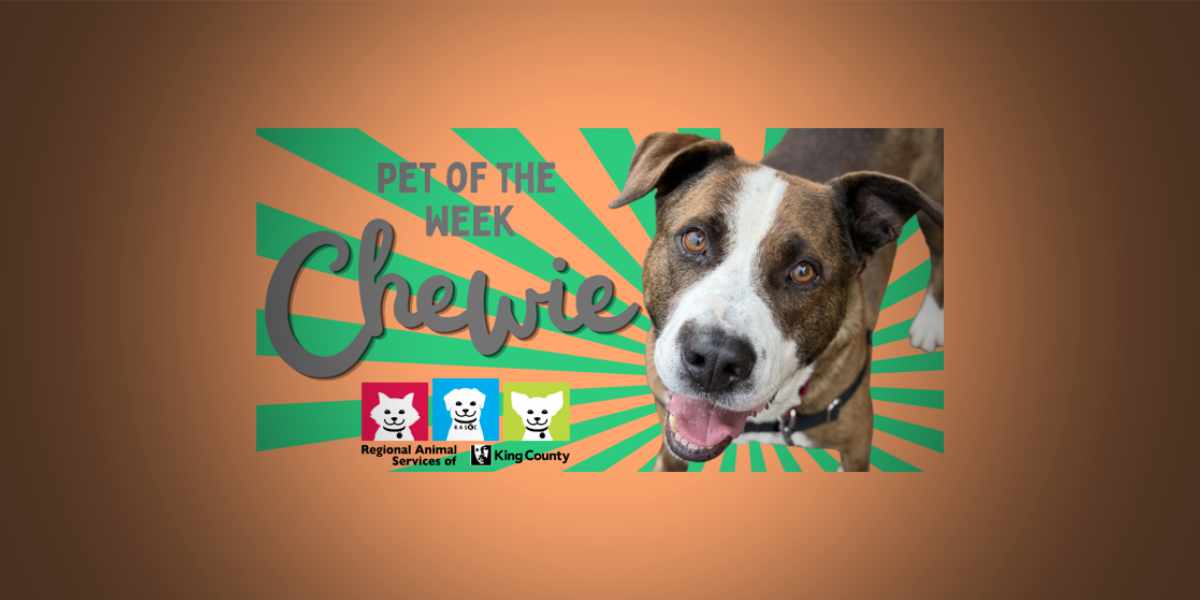 Meet (and adopt) Chewie, RASKC’s Pet of the Week